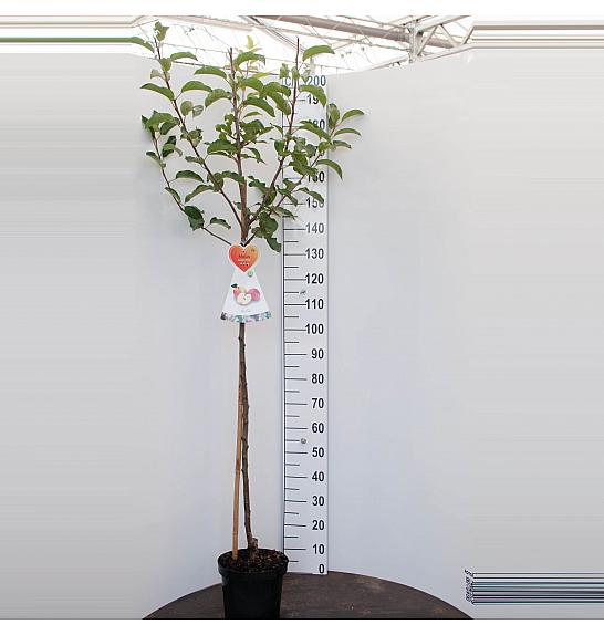 Malus domestica Vitalstar C7,5 Lit. 175-200 cm Na steblu 100 cm