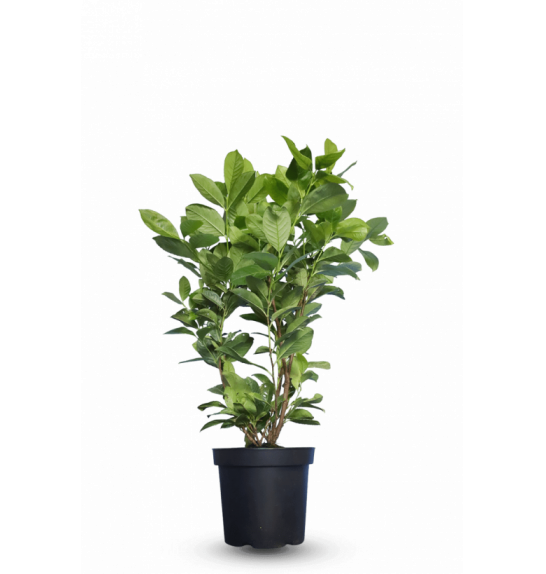 Prunus laurocerasus Rotundifolia C4 Lit. 80-100 cm