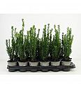 Chamaecyparis lawsoniana Ellwoodi mix Ø9
