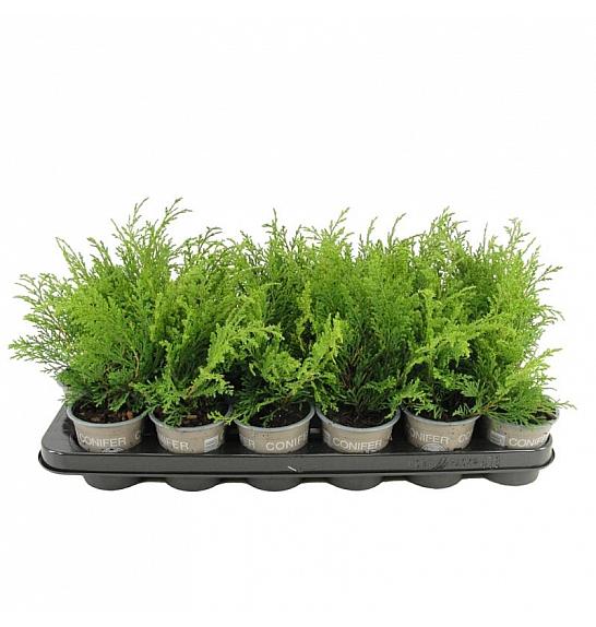 Juniperus sabina Ø9