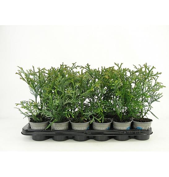 Thujopsis dolabrata Ø9