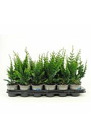 Picea glauca Zuckerhut Ø9
