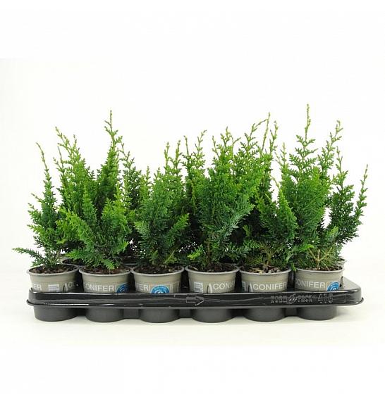 Picea glauca Zuckerhut Ø9