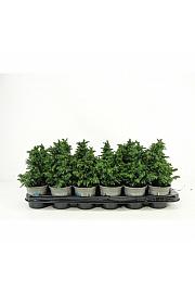 Chamaecyparis thyoides Blue Rock Ø9