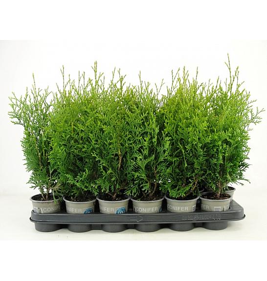 Thuja occidentalis King of Brabant Ø9