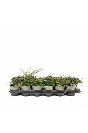 Juniperus horizontalis Icee Blue PBR Ø9