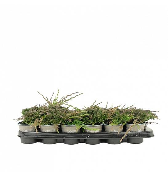 Juniperus horizontalis Icee Blue PBR Ø9