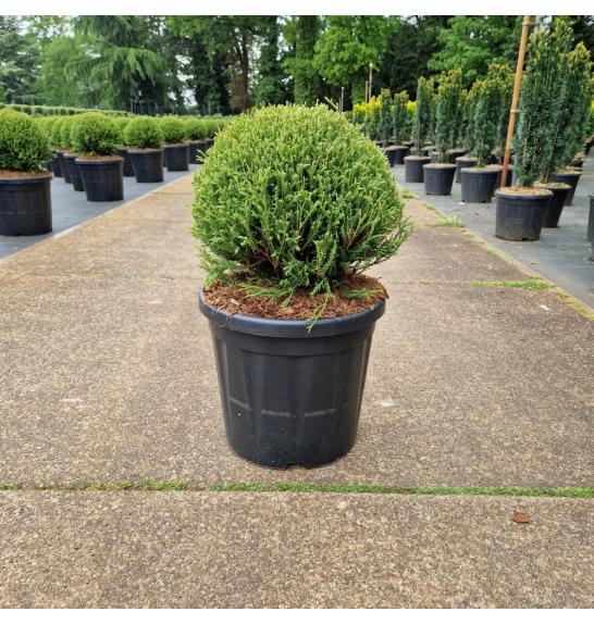 Thuja occidentalis Mr Bowling Ball C18 Lit. 35-40 cm Krogla