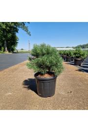 Pinus mugo Gnom C11 Lit. 30-35 cm