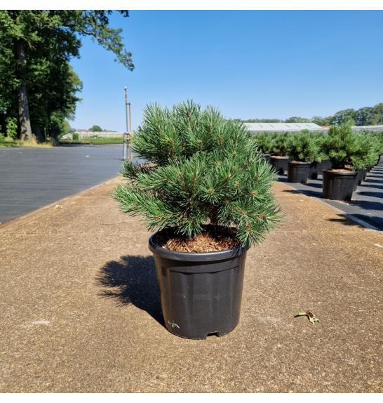 Pinus mugo Gnom C11 Lit. 30-35 cm