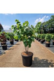 Cercis chinensis Avondale C18 Lit. 50-60 cm