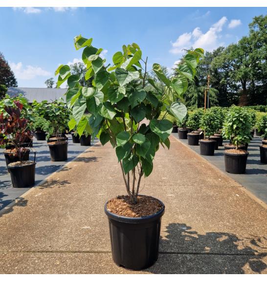 Cercis chinensis Avondale C18 Lit. 50-60 cm