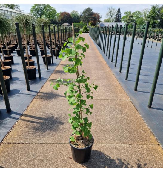 Ginkgo biloba Princeton Sentry C18 Lit. 100-120 cm
