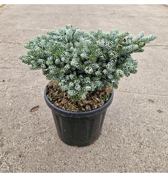 Abies koreana Kohouts Icebreaker® C8 Lit. Na steblu 10 cm Krošnja 25-30 cm