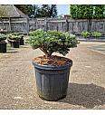 Abies koreana Kohout's Icebreaker® C8 Lit. 30-35 cm