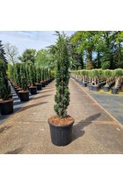 Taxus baccata Fast. Robusta C20 Lit. 100-110 cm