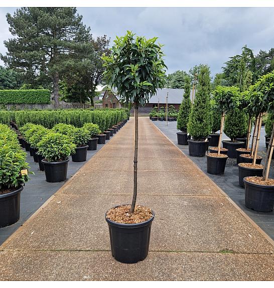 Prunus lusitanica Angustifolia C20 Lit. Na steblu 80 cm Krošnja 40/+ cm