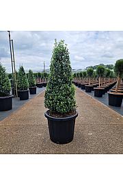 Ilex crenata Caroline Upright C25 Lit. 80-100 cm