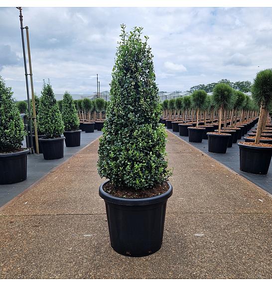 Ilex crenata Caroline Upright C25 Lit. 80-100 cm