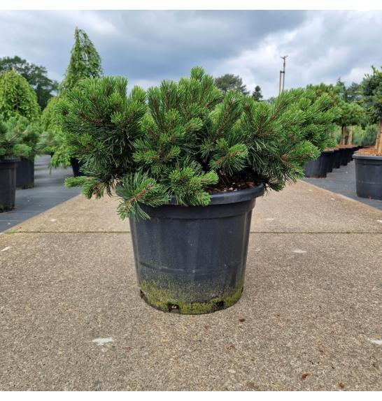 Pinus mugo Krauskopf C35 Lit. 60-70 cm