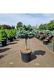 Picea pungens glauca globosa C20 Lit. Na steblu 40 cm Krošnja 40-45 cm