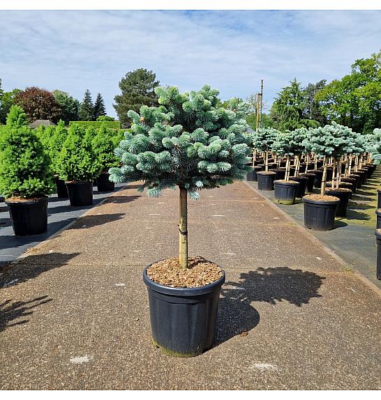 Picea pungens glauca globosa C20 Lit. Na steblu 40 cm Krošnja 40-45 cm
