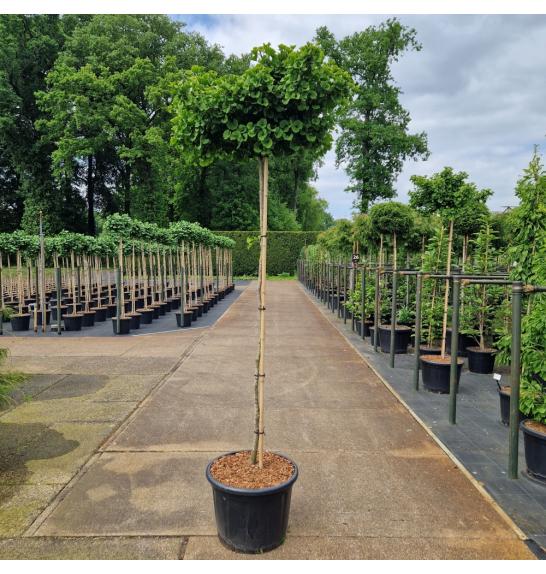Ginkgo biloba Mariken C65 Lit. Na steblu 180 cm Krošnja 60-70 cm