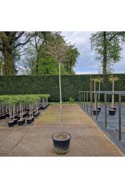 Ginkgo biloba Jehoshaphat C110 Lit. Na steblu 200 cm Krošnja 70-80 cm