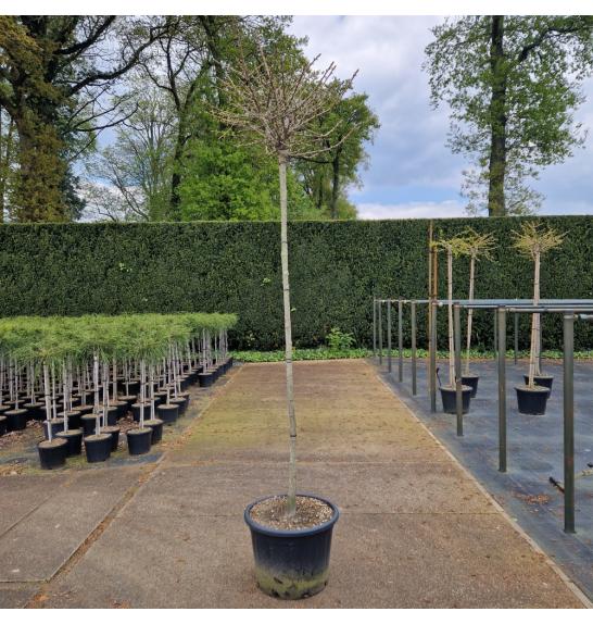 Ginkgo biloba Jehoshaphat C110 Lit. Na steblu 200 cm Krošnja 70-80 cm