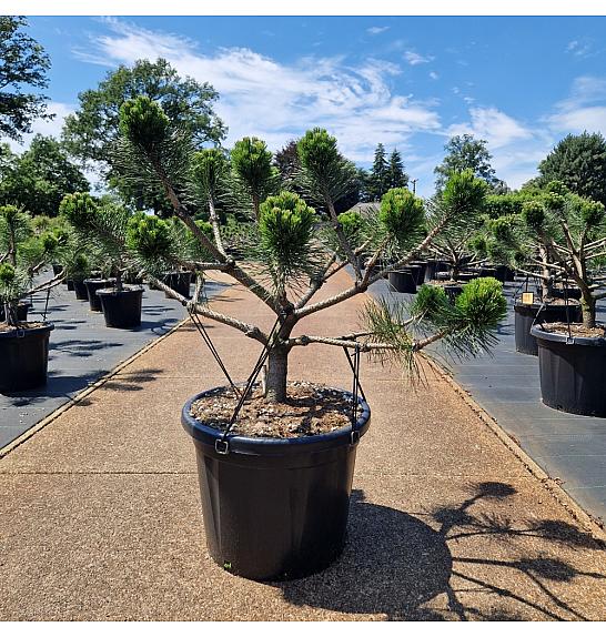 Pinus nigra Brepo® C45 lit. 60-70 cm Bonsai