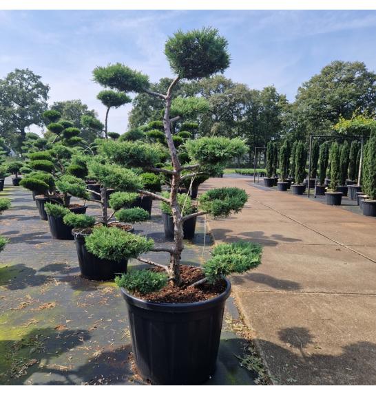 Juniperus media Pfitzeriana Glauca C180 Lit. 150-160 cm Bonsai