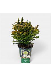 Cryptomeria japonica Vilmorin Gold C2,5 Lit. 20-25 cm