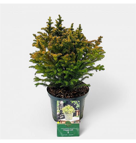 Cryptomeria japonica Vilmorin Gold C2,5 Lit. 20-25 cm