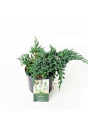 Juniperus squamata Little Joanna PBR C2,5 Lit. 15-20 cm