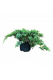 Juniperus squamata Little Joanna PBR C2,5 Lit. 15-20 cm