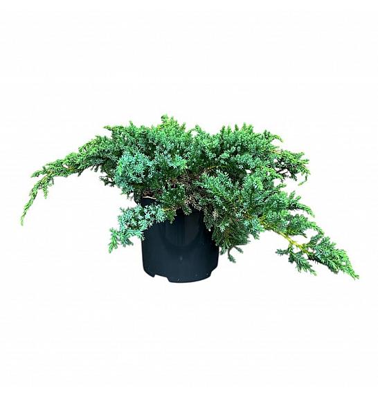 Juniperus squamata Little Joanna PBR C2,5 Lit. 15-20 cm