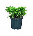 Picea abies Nidiformis C2,5 Lit. 20-25 cm