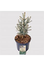 Picea pungens 'Blue Diamond ᴾᴮᴿ C2,5 Lit. 20-25 cm