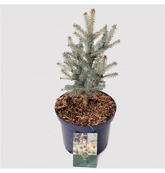 Picea pungens 'Blue Diamond ᴾᴮᴿ C2,5 Lit. 20-25 cm