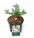 Abies koreana Blue Emperor C2,5 Lit. 15-20 cm