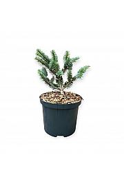 Abies koreana Blue Emperor C2,5 Lit. 15-20 cm