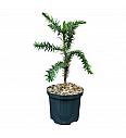 Araucaria araucana C2,5 Lit. 25-30 cm