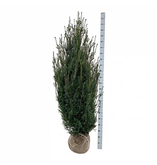 Taxus media Hicksii bala 160-180 cm extra