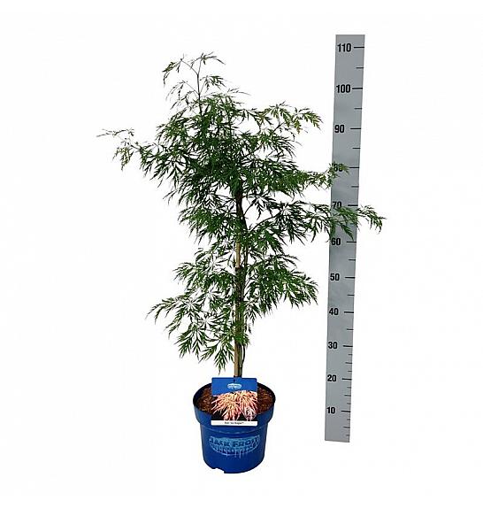 Acer pseudosieboldianum Ice Dragon® C5 Lit. 50-60 cm