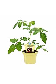 Lycopersicon esculentum L.; Črni pradižnik Dark Tom; Ø12;690039;BLU