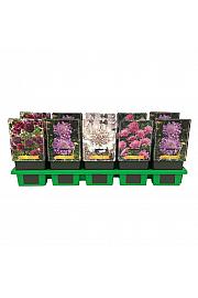 Scabiosa mix Ø11