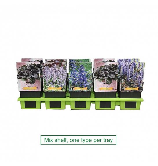 Ajuga mix Ø11