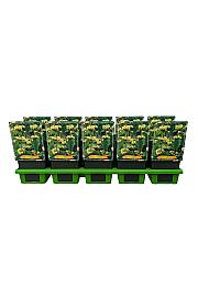 Phlomis russelliana Ø11