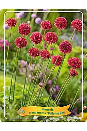 Armeria pseudarmeria Ballerina red Ø11