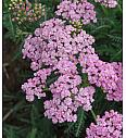 Achillea millefolium Lilac Beauty Ø11